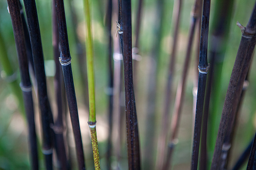 bamboo