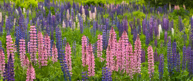 Multi colored spikes of lupine flowers grow in a field in Sugar Hill, New Hampshire on a spring morning.
