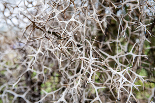 Soehrensia spachiana flower. in the Atacama Desert, commonly known as golden torch, torch cactus (white), or golden column, is a species of cactus native to South America.