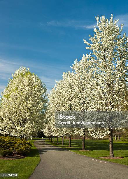 Spring Byway Stock Photo - Download Image Now - Bradford Pear, Tree, Beauty In Nature