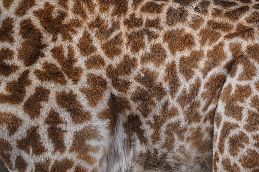Grace and beauty of a giraffe up close, as this captivating shot reveals the intricate fur and unique pattern of this majestic creature in Kenya.