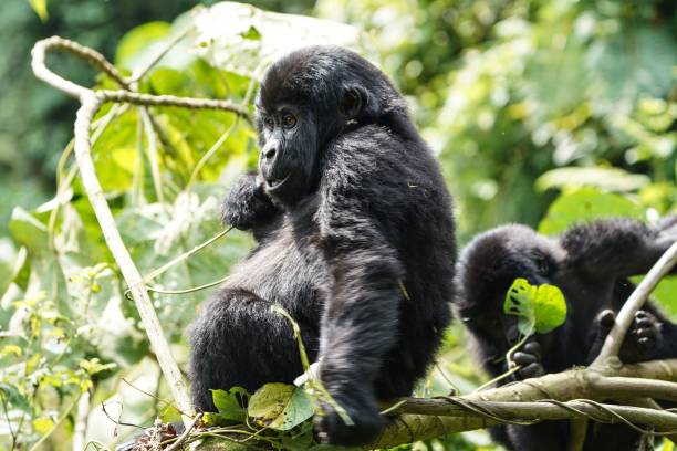 istock Intimate Encounter: Young Mountain Gorilla during Gorilla Trekking in Bwindi National Forest, Uganda 1567627202