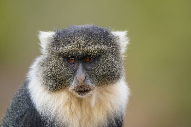 istock Blue Monkey: Close-Up of Sykes' Monkey (Cercopithecus mitis albogularis) 1567627203
