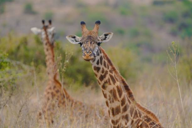 istock Majestic Giraffe Engages Camera During Kenyan Safari 1567627205