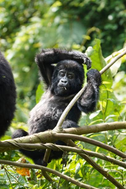istock Captivating Encounter: Young Mountain Gorilla in Bwindi National Forest, Uganda 1567627206