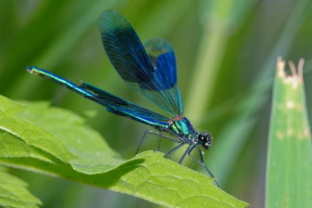 日光の下での縞模様のデモワゼル(カロプテリクスの素晴らしさ) - wing dragonfly animal eye blue ストックフォトと画像