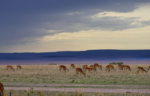 Flock of impala antelopes (or rooibok) grazing in the savannah in Kenya, Africa