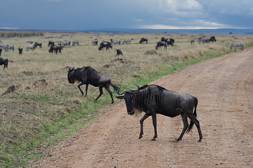 Large herd of wildebeest cross the road in the African savanna. Kenya. Africa