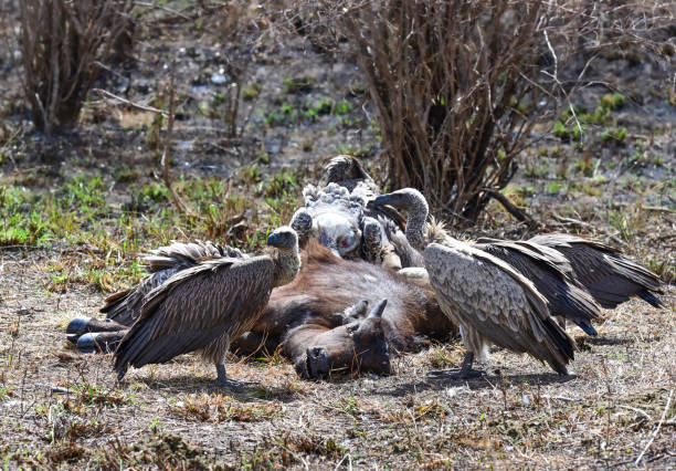 Vultures in feeding frenzy on carcass of a dead antelope stock photo