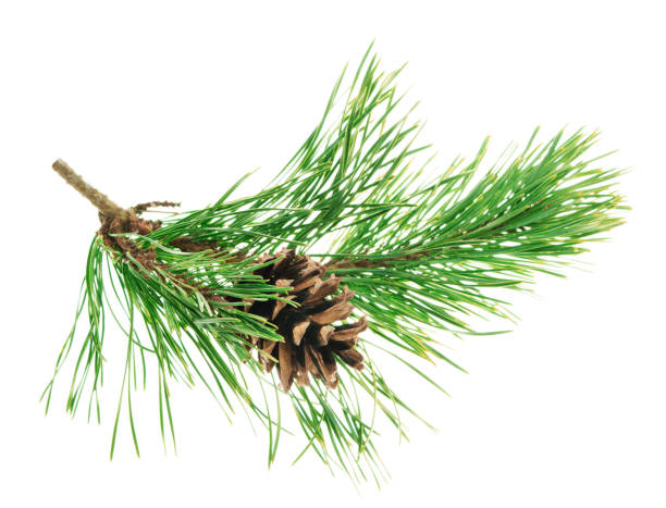 Pine tree branch. Fir twigs with green needles, isolated. Winter holiday evergreen decoration, spruce or cedar elements. Green pine branches with cones. isolated. Beautiful Christmas forest holiday decor. Medicines are used to treat many diseases. New Year. Nature. natural decoration. Garland. Wreath evergreen garland stock pictures, royalty-free photos & images