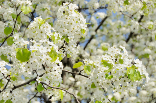 White Bradford Pear tree blossoms against a blue sky. Nikon D300 (RAW)