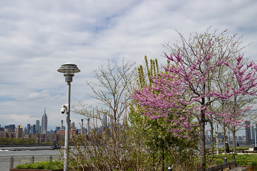Beautiful blooming pink cherry blossom tree and spring plants at Domino Park along the East River in Williamsburg Brooklyn of New York City