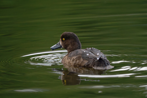 Tufted duck at Smestaddammen lake in Oslo.