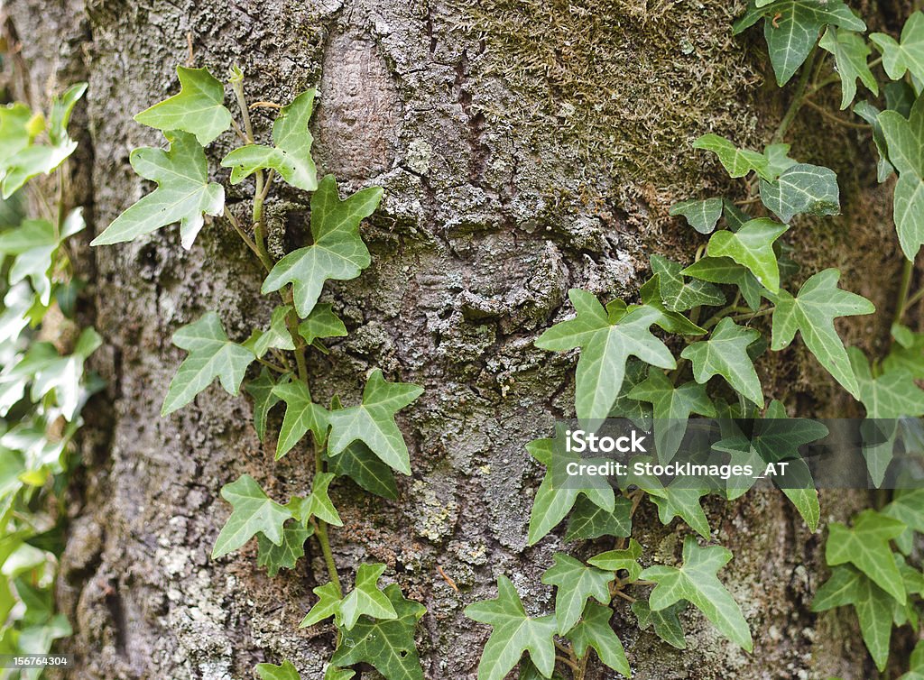 Frais sur arbre VERT LIERRE - Photo de Arbre libre de droits