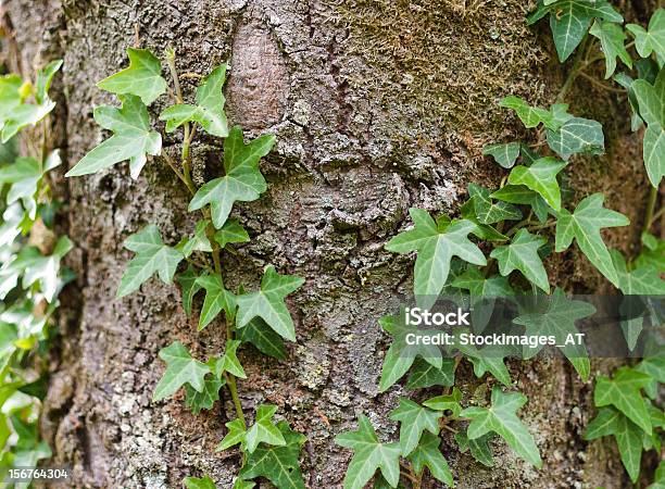 Foto de Ivy Na Árvore Verde e mais fotos de stock de Casca de Árvore - Casca de Árvore, Cultura Indígena, Europa - Locais geográficos