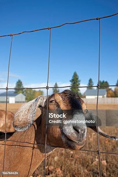 Cabra Núbia Retrato - Fotografias de stock e mais imagens de Agricultura - Agricultura, Animal, Animal Doméstico