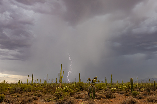 A lightning bolt lands in the cactus-laden landscape of the Sonoran Desert in mid-July 2023. Heavy rain can be seen behind the strike.