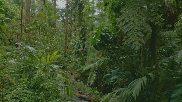 Small river in the rainforest, Chiriqui, Panama - stock video