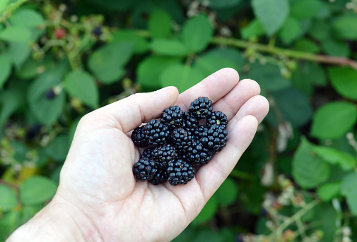 Closeup of a man's hand holding freshly picked ripe blackberries from a blackberry bush.