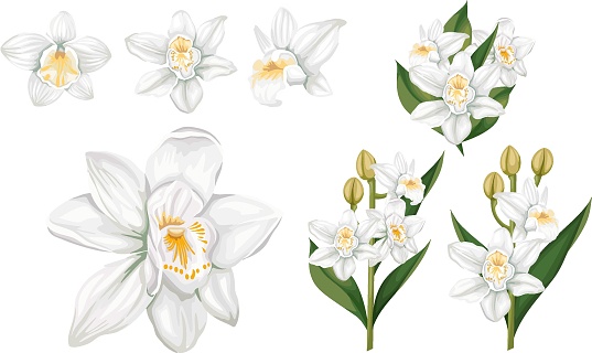 Vector realistic set. White orchids, flowers and leaves on white background, branches with flowers buds and leaves. Flowers isolated on white background