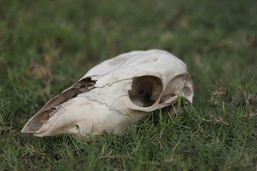 Cow skull lying on grassy plain. Dry cow skull. Bull or cow skull