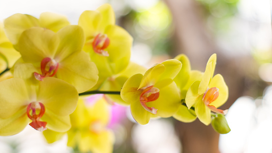 Background flower, yellow orchids, Phalaenopsis, in soft blurred style, selective focus point.