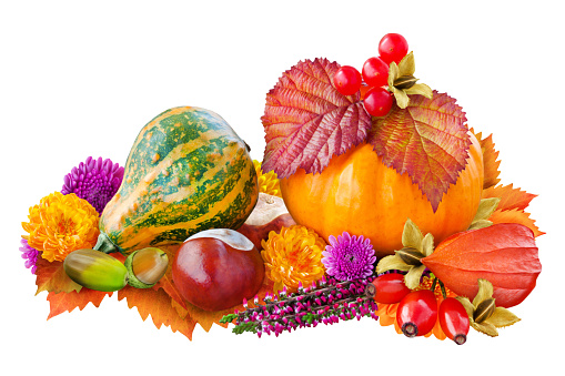 istock Autumn and natural decoration with chestnuts, pumpkins, leaves and flowers isolated on white  background 1567680514