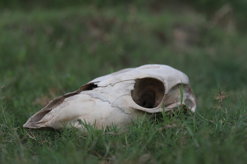 Cow skull lying on grassy plain. Dry cow skull. Bull or cow skull