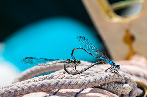 Close up of two small dragon flies sitting on a rope. The dragonflies are attached in a heart shape.