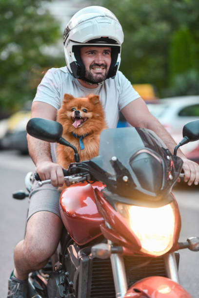 istock Biker Taking His Dog For A Ride On Motorcycle 1567683339