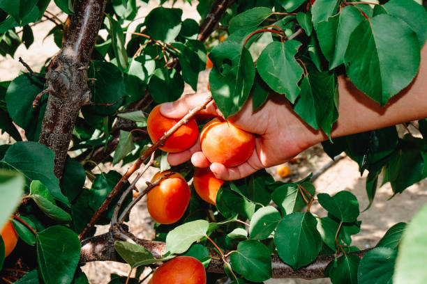 istock man collects some ripe apricots from the tree 1567689186