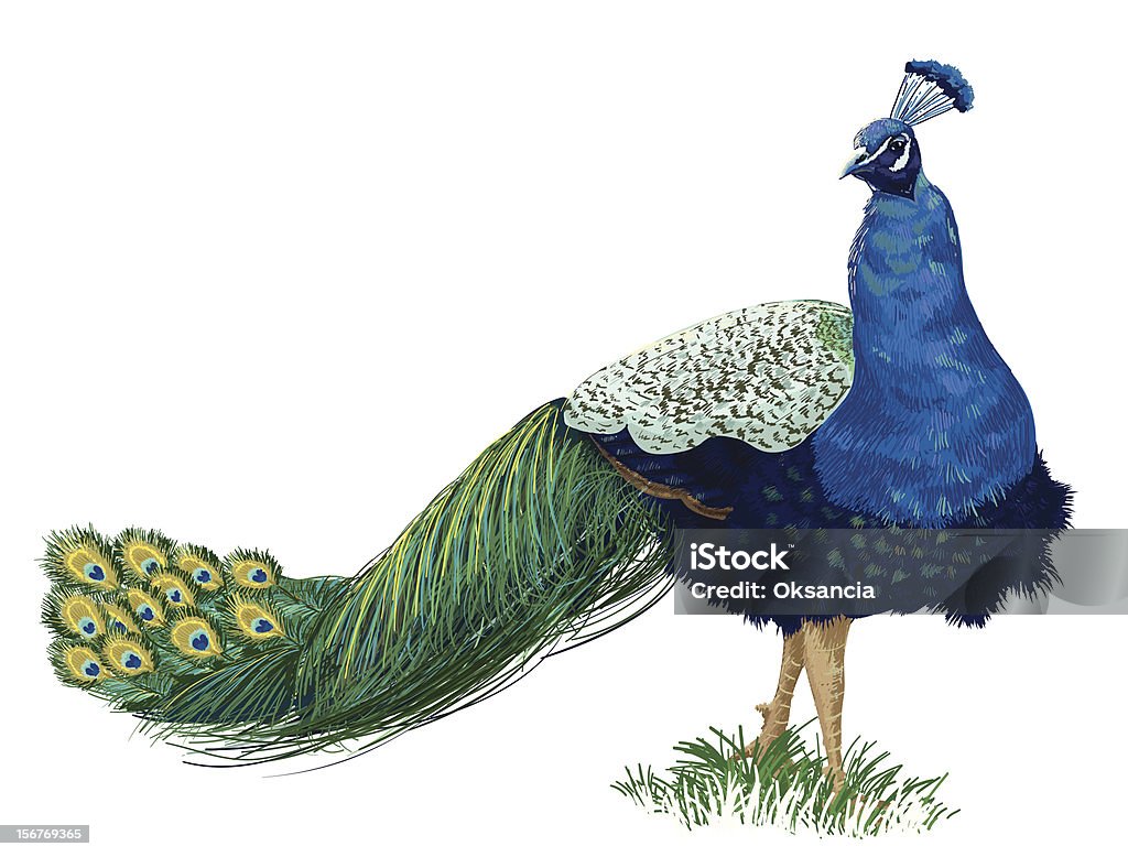 Vector hand drawn male peacock Vector  hand drawn peacock bird with beautiful detailed feathers and wonderful tail, isolated on white background.   Peacock stock vector