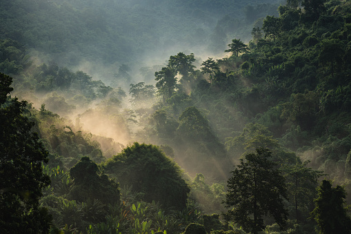 Landscape of Asia tropical rainforest, canopy tree of jungle green forest park outdoor, nature environment mountain view, concept of freedom relaxation in holiday for spa yoga and retreat