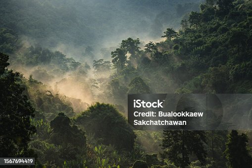 istock Landscape of Asia tropical rainforest, canopy tree of jungle green forest park outdoor, nature environment mountain view, concept of freedom relaxation in holiday for spa yoga and retreat 1567694419