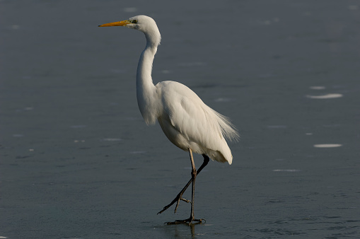 Snowy Egret, Egretta thula, bird forages in a marsh in Huntington Beach, Southern California.