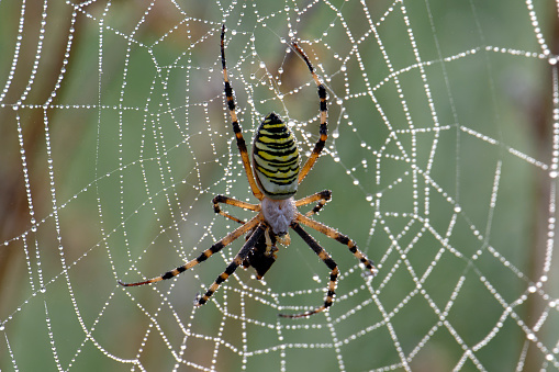 wasp spider and its web