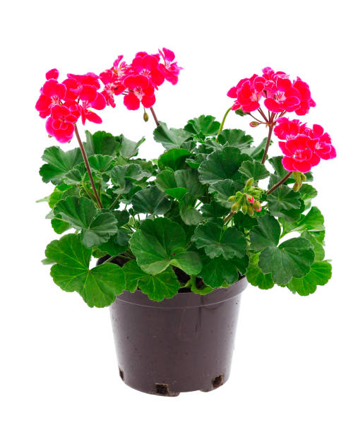 istock Beautiful geranium flower in pot. 1567702438
