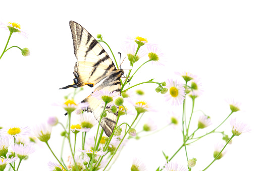 Butterfly on flowers isolated on a white background.
