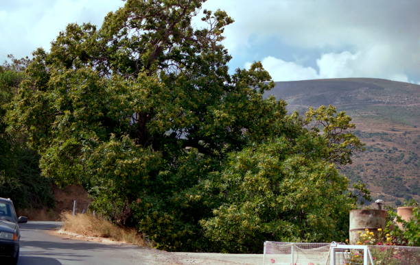 view of a chestnut tree along the road