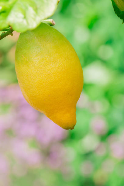 istock Lemon tree branch in sunny day 1567713315