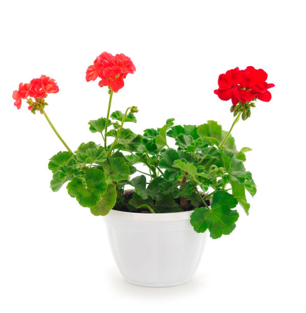 istock Beautiful geranium flower in pot. 1567713946
