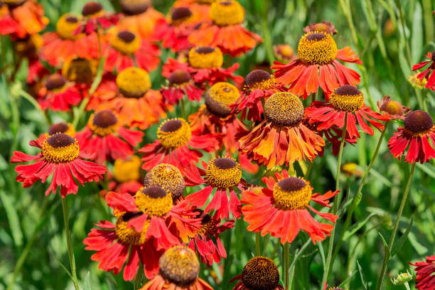 istock A selective focus shot of blooming Common sneezeweeds 1567719704