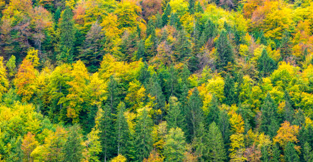 istock idyllic forest with autumn colour 1567721893