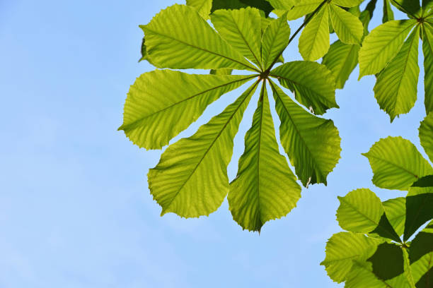 istock Horse chestnut leaf over blue sky 1567723383