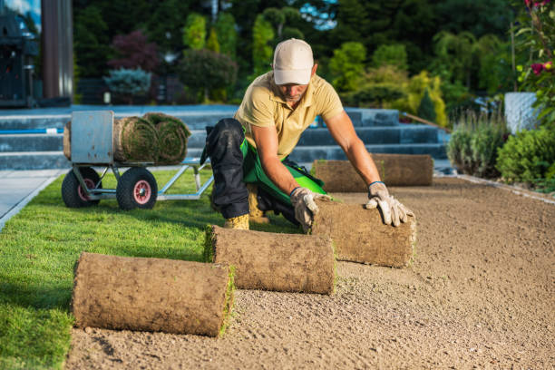 istock Residential Backyard Garden Fresh Natural Grass Turfs Installation 1567724468