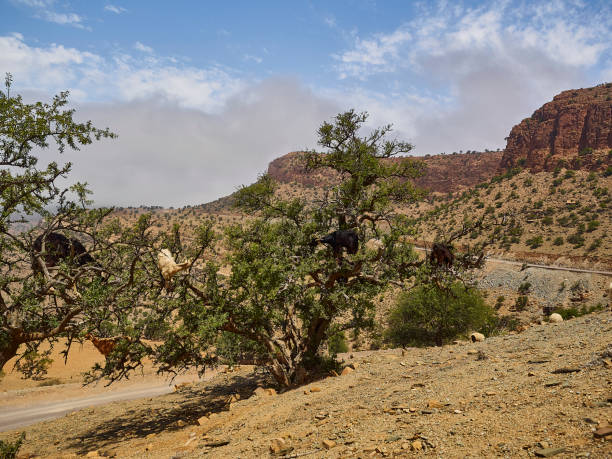 istock goats standing and climbing in a argan oil tree. 1567725020