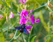 Purple flowers of sweet pea with carpenter bee