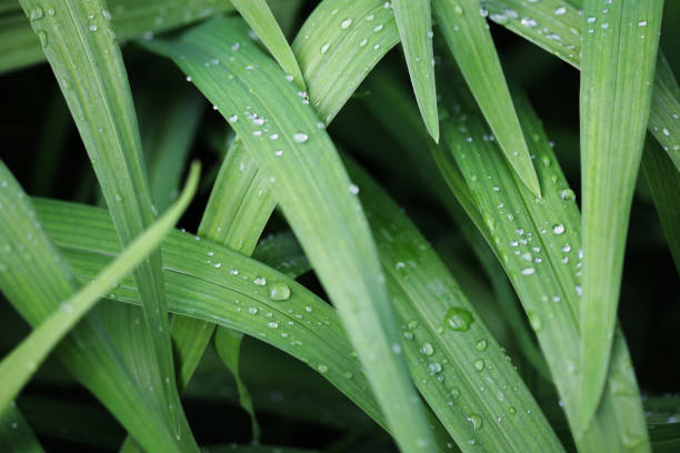 istock green grass with water droplet in sunshine 1567755054