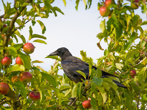 Wild bird in nature, carrion crow perching on apple tree amongapples and green foliage