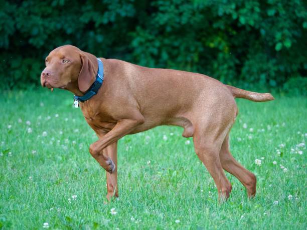 istock Vizsla walking in a green meadow. 1567777941